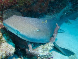 Nurse Shark IMG 9564